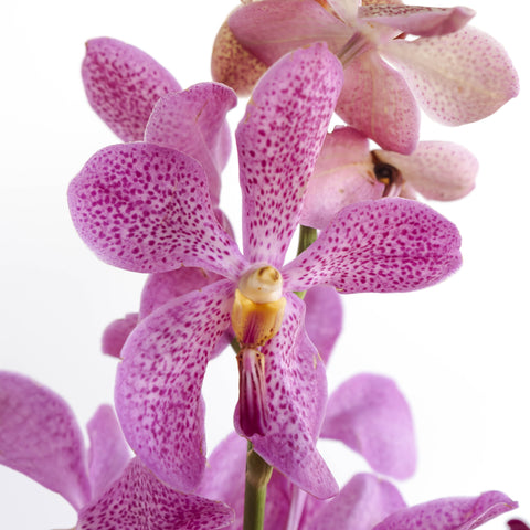 magenta purple orchid in a bunch up close