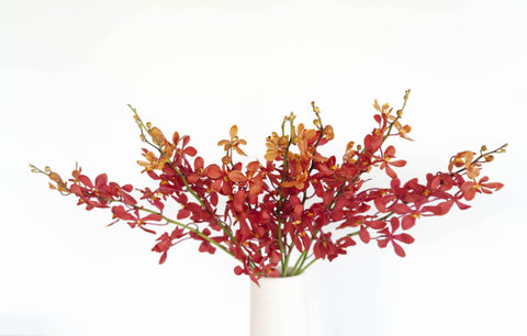 red and yellow tipped orchids in a vase