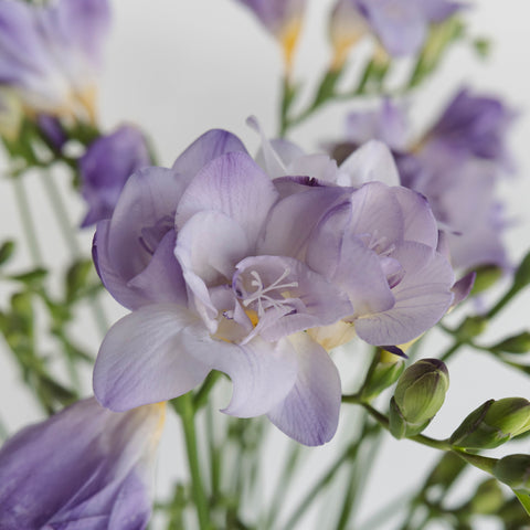 purple lavender freesia up close