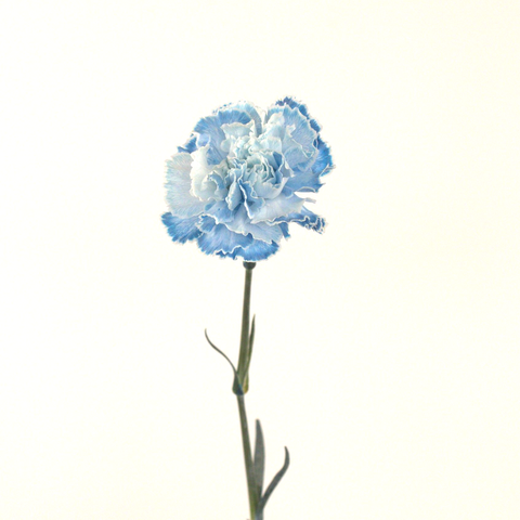 blue carnation up close