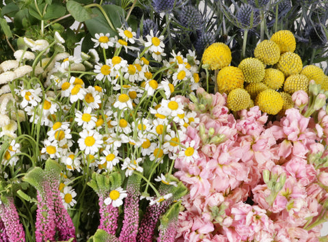 Feverfew daisies and veronica with stock flowers