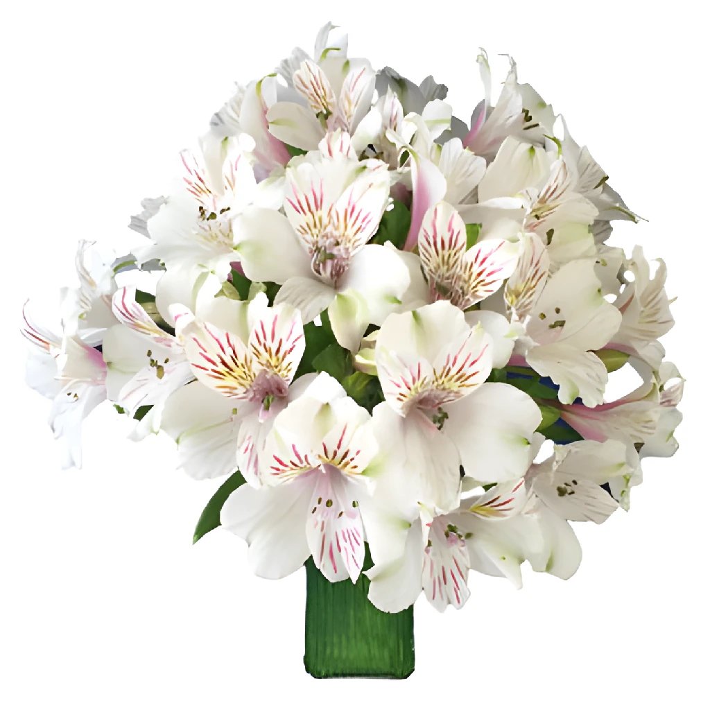 Wholesale alstroemeria in FiftyFlowers