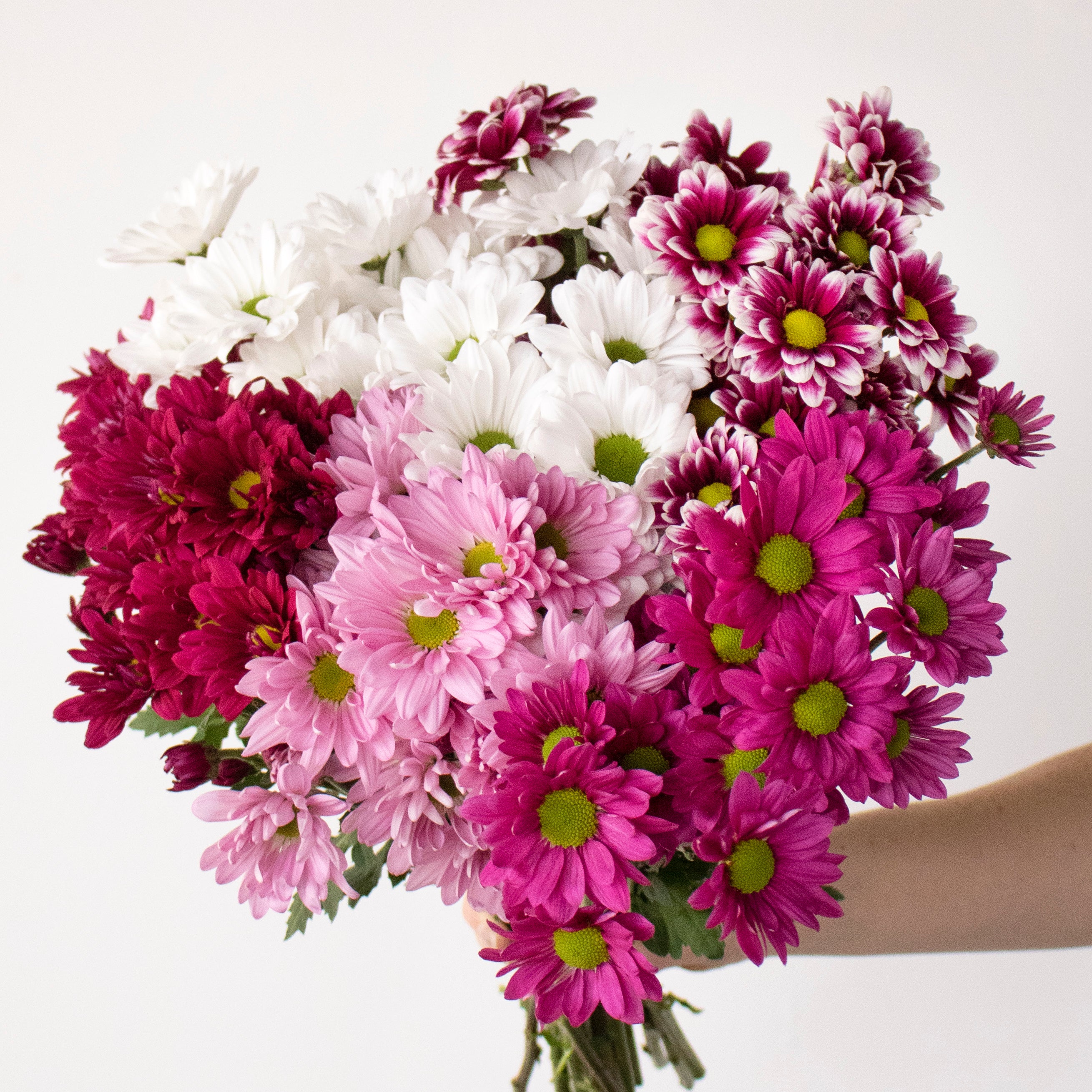 pink, purple and white daisies in a bouquet being held in hand
