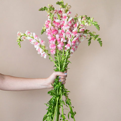 Bunch of wholesale snapdragon flowers in hand