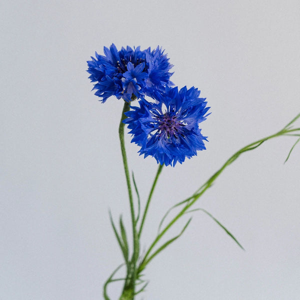 Button Flowers - Blue