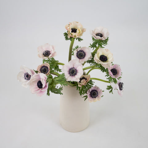 blush white anemones with dark centers in a white vase