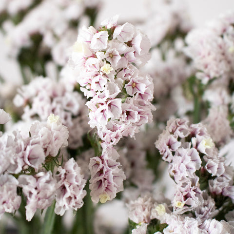White and pink colored statice flowers also known as tissue flowers
