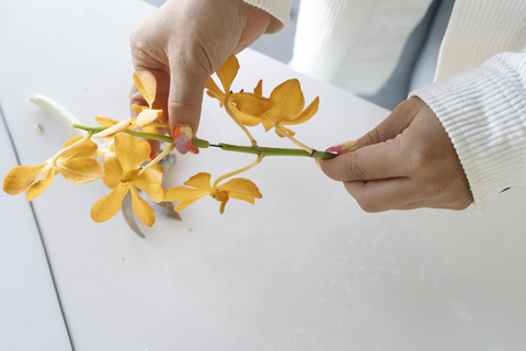 hands wiring together a broken orchid stem