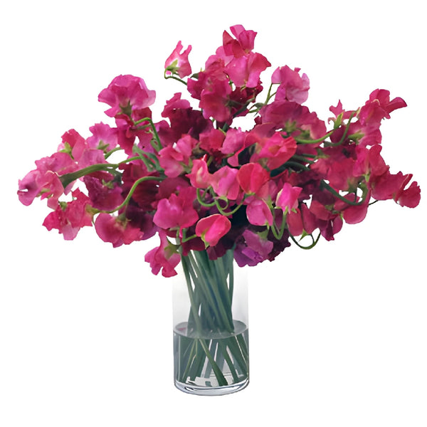 Dark Pink Japanese Sweet Pea Flowers