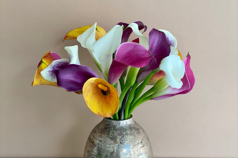 A bunch of burgundy, yellow, and white calla lily flowers for mother's day