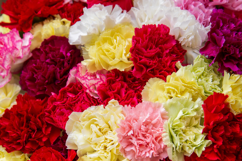 Colorful Mother's Day carnations in red, yellow, pink, and white