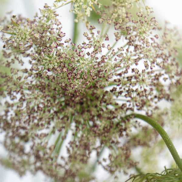 Toffee Brown Baby's Breath Garland