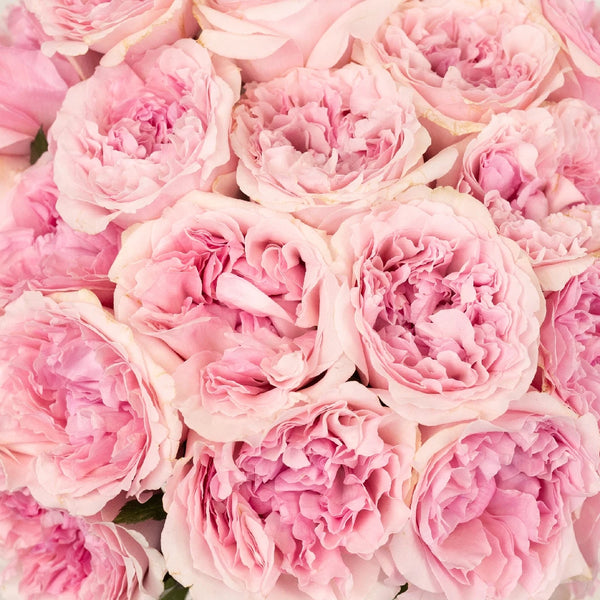 Buy Wholesale David Austin Shocking Pink Garden Rose in Bulk - Fift