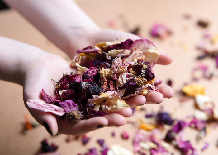 A person holds handfuls of baked rose petals for potpourri that are brittle and dry