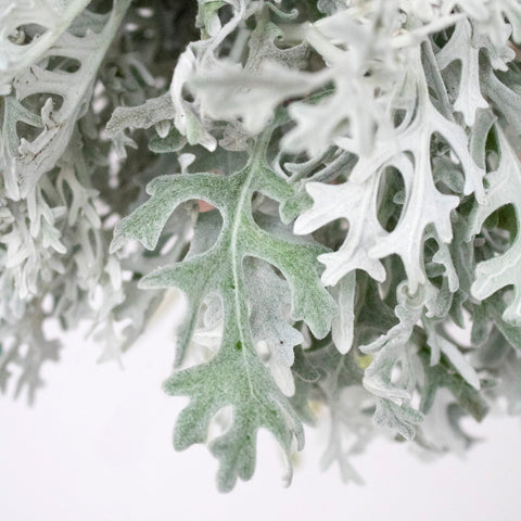 Dusty miller is a popular type of greenery because of its sage green color