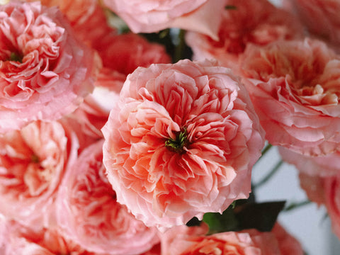 pink garden rose up close