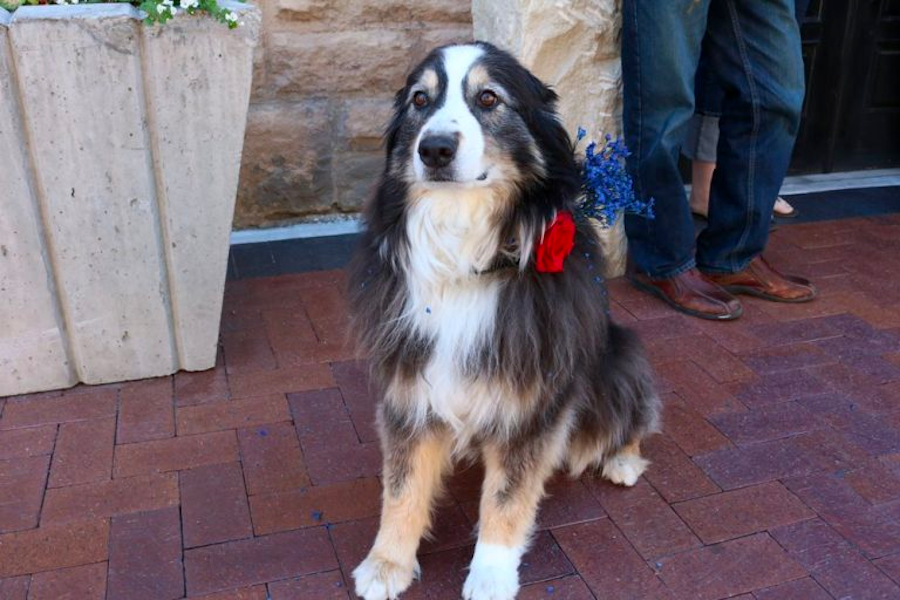 Office dog wearing a floral collar.