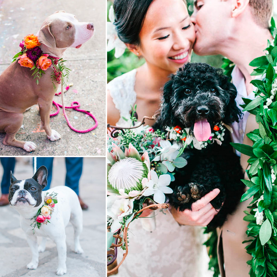 Dogs wearing floral wedding collars.
