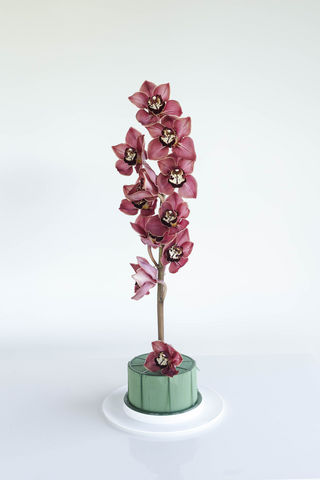 burgundy orchid stem in floral foam