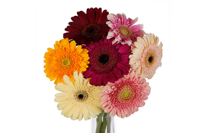 A mix color bouquet of Gerber daisies for mom