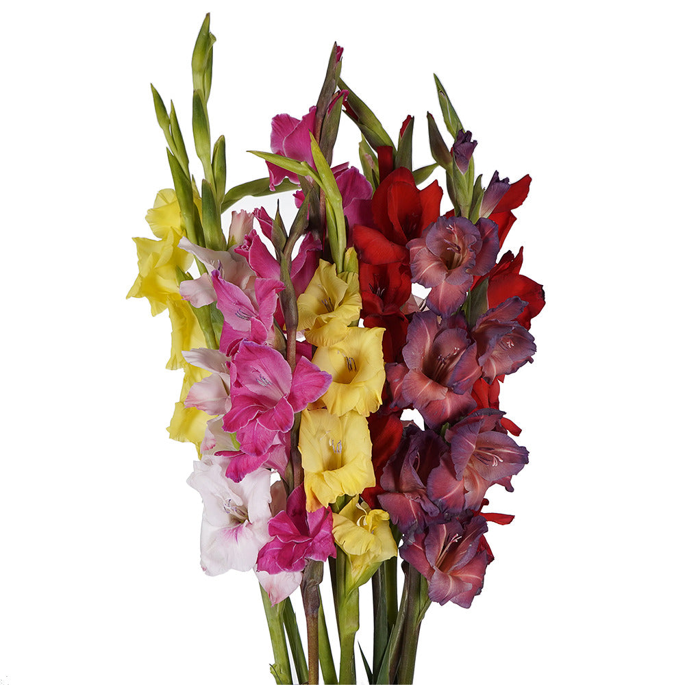 Bright and tall gladiolus flowers in red, yellow, and pink