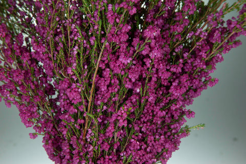 A close up picture of Heather filler flowers