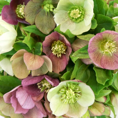 magenta and light green hellebores