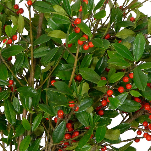 Holly is a popular type of greenery for holidays