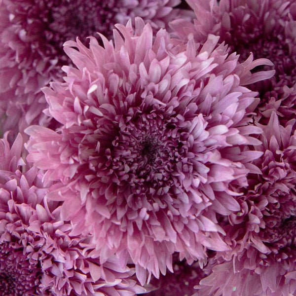 Buy Wholesale Yarrow Cottage Pink Flower in Bulk - FiftyFlowers