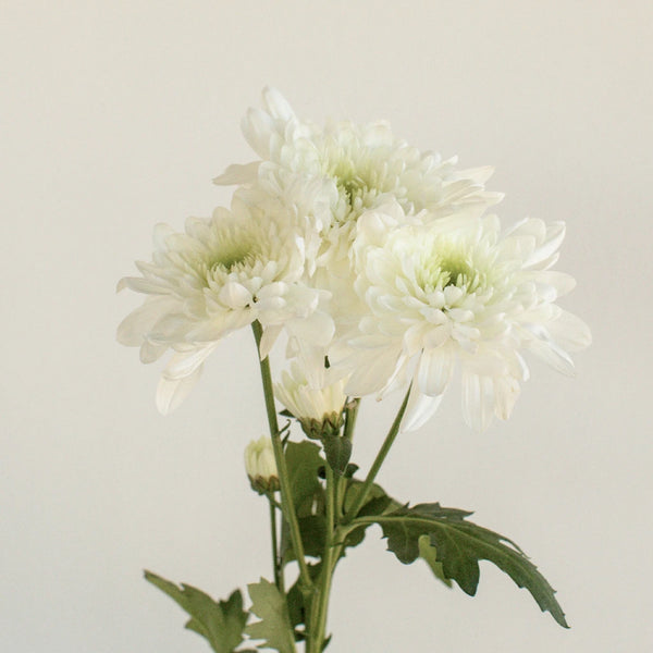 Fiveseasonstuff 2 Bunches of 36cm 14.2 Inches White Artificial Daisy  Flowers & Bouquets, for DIY Floral Arrangement Decoration 