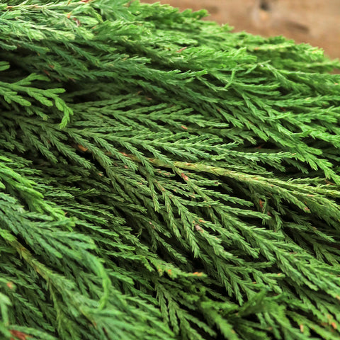 A close up of Leyland greenery with dark green pine leaves