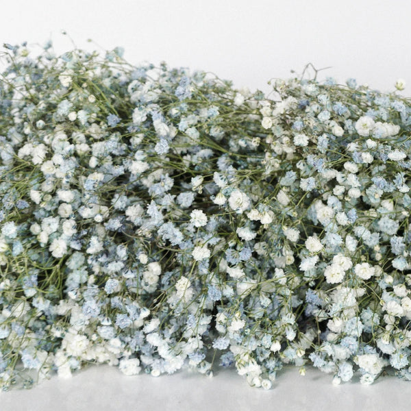 Baby's Breath Dyed Blue, Red or Green