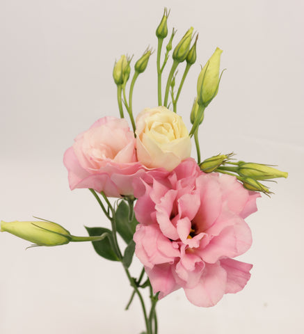 pink lisianthus up close with white background