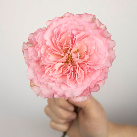 Single pink garden rose against white background