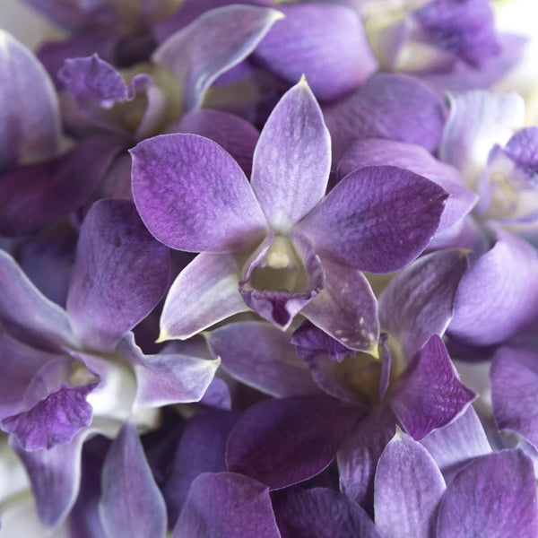 Buy Wholesale Blue Dendrobium Orchids in Bulk - FiftyFlowers