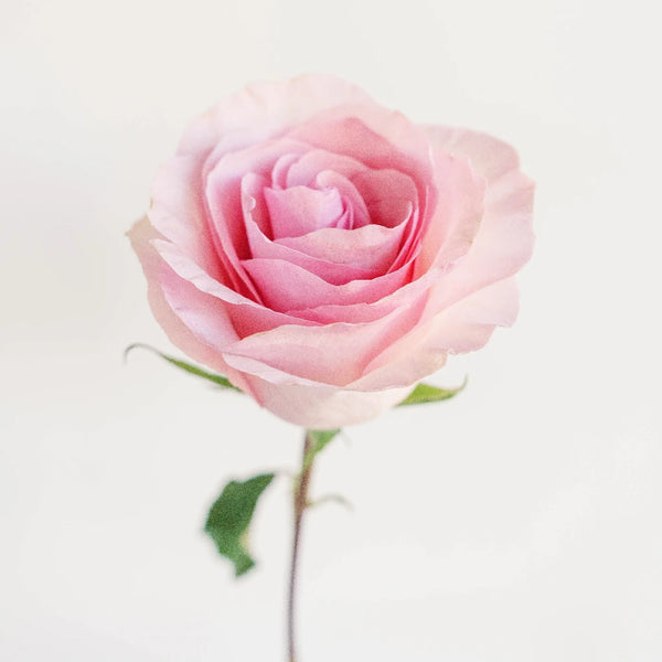 Cielo Light Pink Bulk Rose