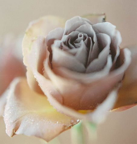 rose flower up close
