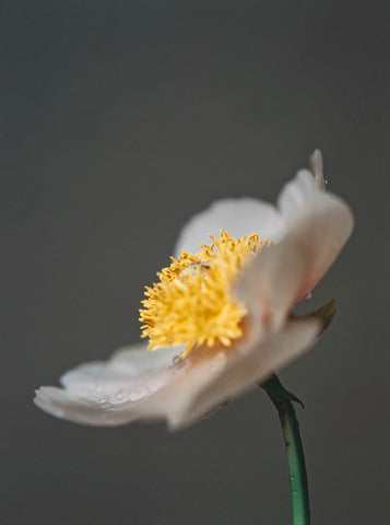 flower up close