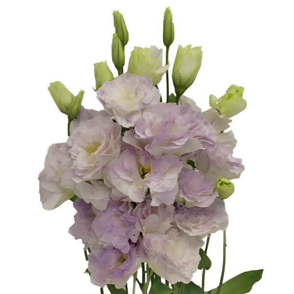 Lisianthus flower