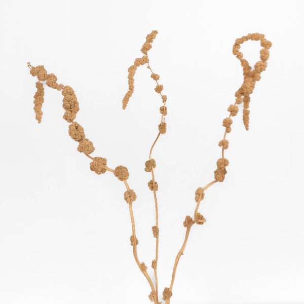 Mocha Hanging Dried Amaranthus