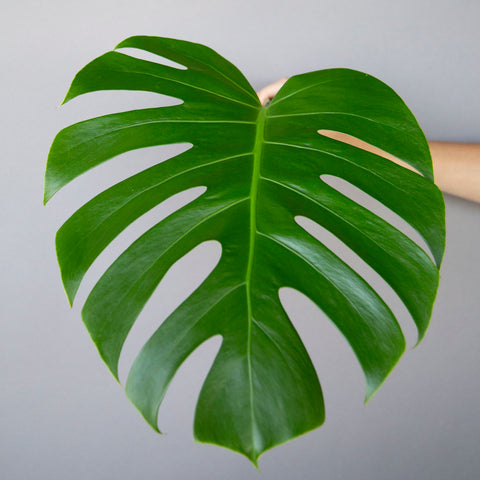 single stem of green monstera leaf