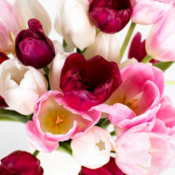 Buy Wholesale Dynasty Pink Fresh Tulips in Bulk - FiftyFlowers