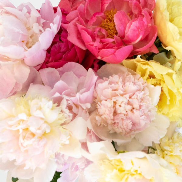 Blush Peony and Babies Breathe Dried Bridal bouquet, Dry Flower bouque