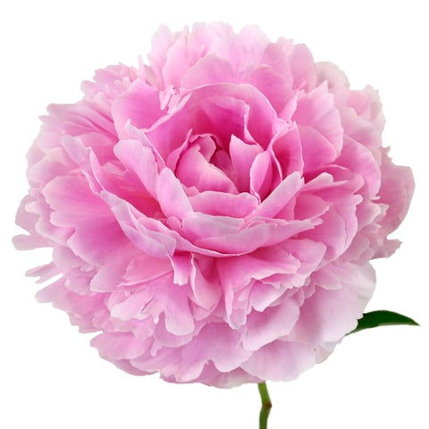 One large pink peony against a white background