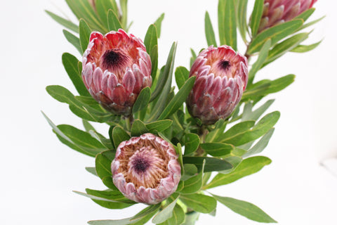 Pink Ice Protea