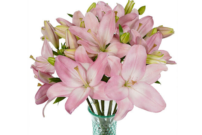 Light pink lilies with light green center, in vase