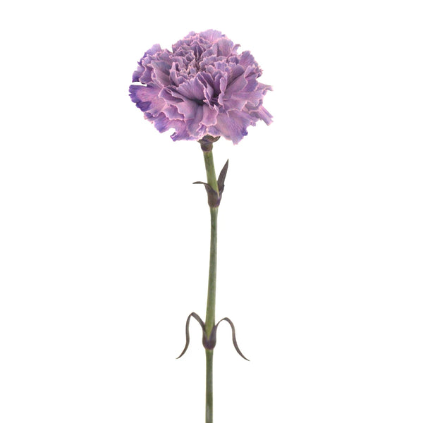 Loose Stem Purple Carnation Flower Delivery Glendale AZ - Elite Flowers &  Gifts