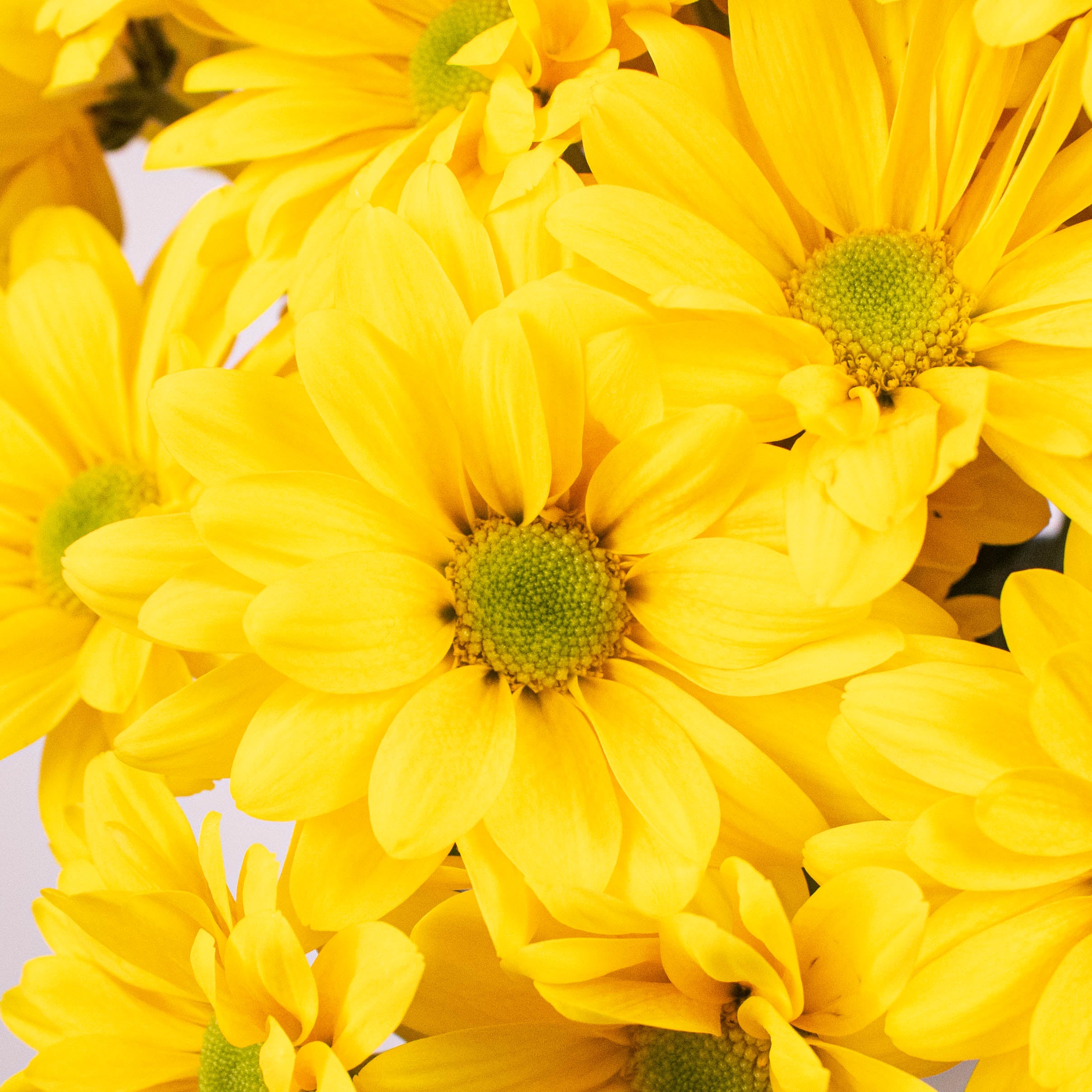 yellow daisy flower up close