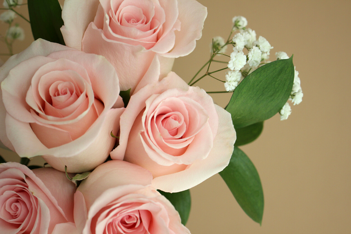 Close up of light pink roses, a popular type of flower for Mother's Day