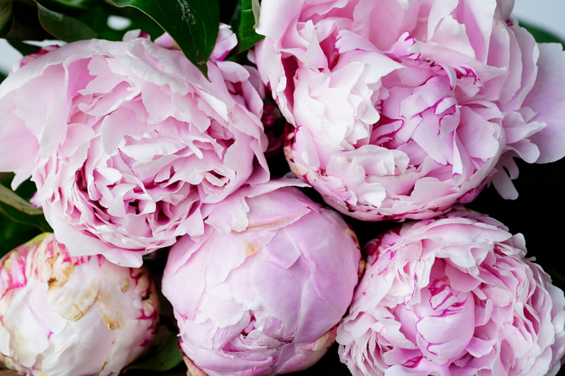 Close up picture of large pink peony flowers, which are very popular for mother's day and spring